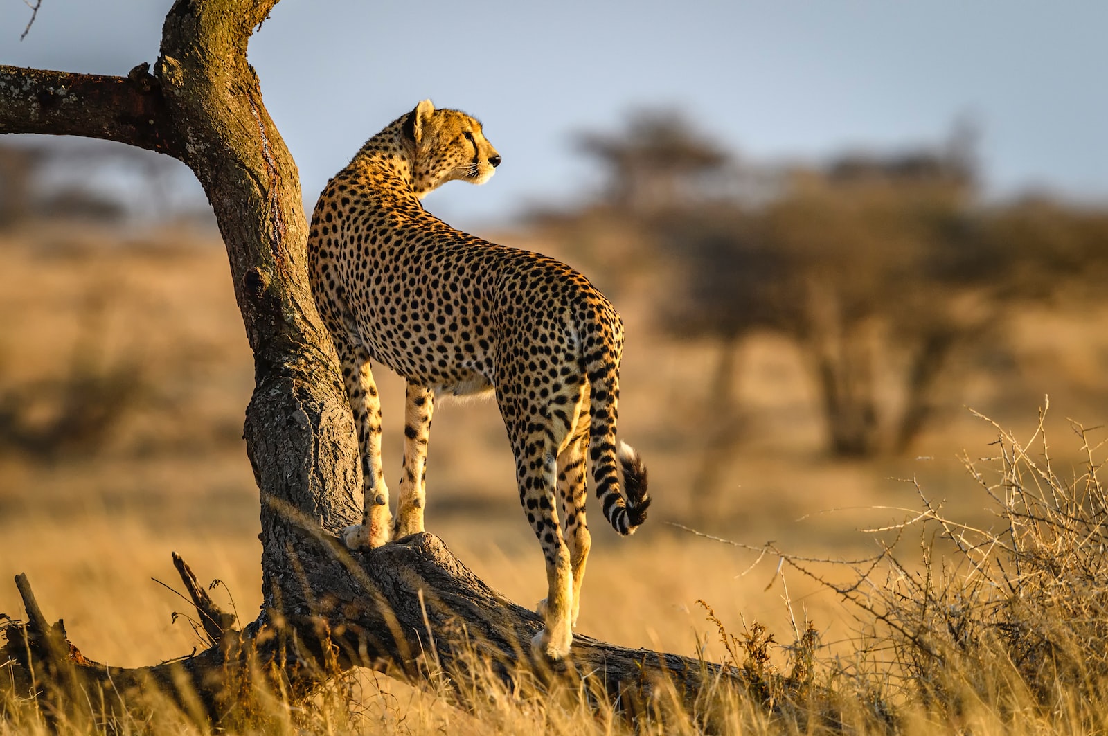 cheetah on brown grass during daytime