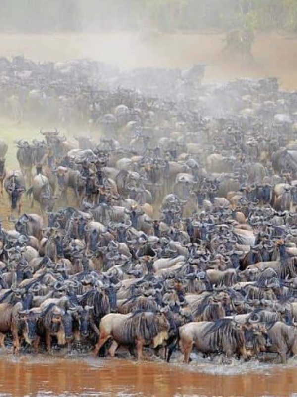 Blue-Wildebeest-Migration-750x450