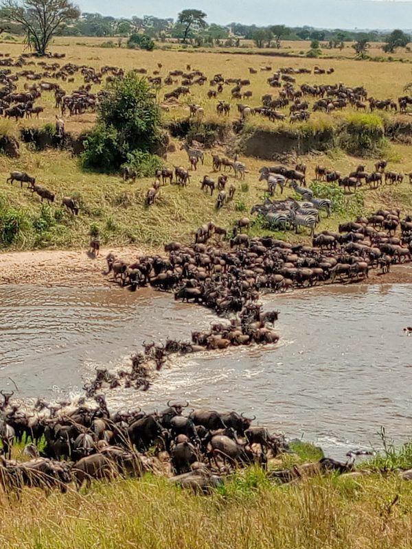 Great_Migration_in_Mara_River,_Serengeti_by_Tanzania