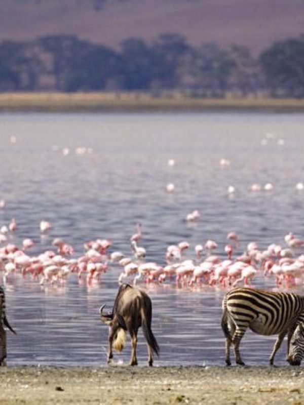 Lake-Manyara-Arusha-Wildlife-Safaris-636x450