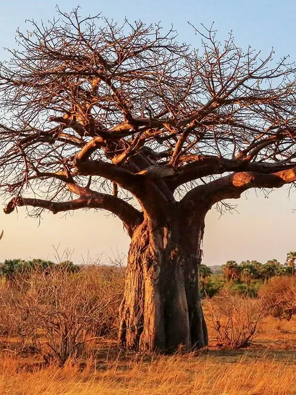 Ruaha-elephant