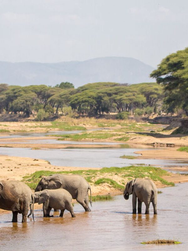 Ruaha-elephants-1-1900x640-1