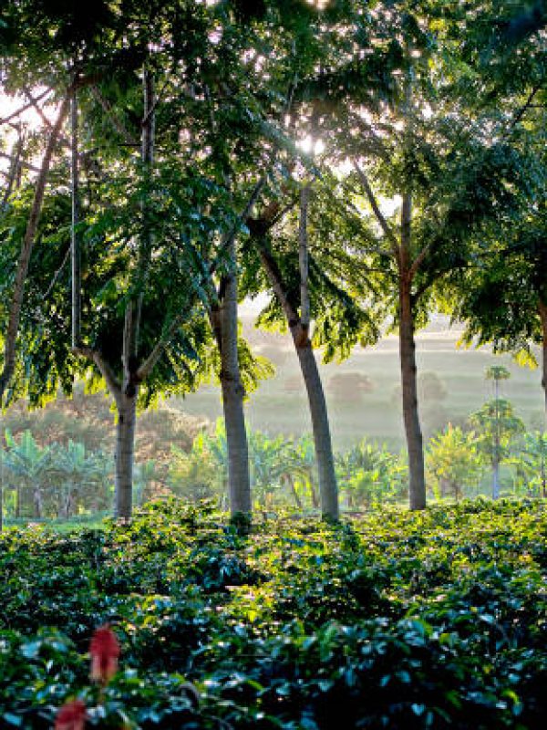 Sunrays create silhouettes and halos of sunlight around the leaves and row of tree trunks through the foliage of this Coffee Plantation in Arusha, Tanzania, Africa