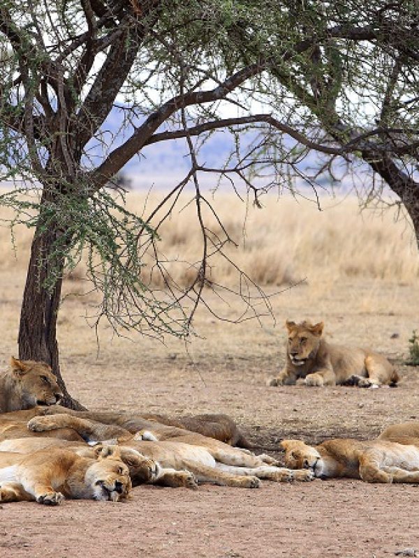 serengeti-national-park-lions